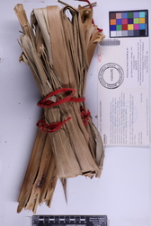 Pritchardia perlmanii