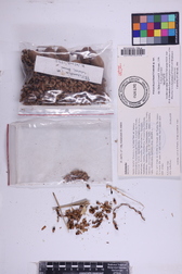 Pritchardia perlmanii