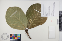 Guettarda speciosa