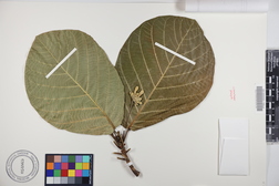 Guettarda speciosa