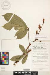 Aglaia mariannensis