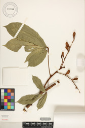 Aglaia mariannensis