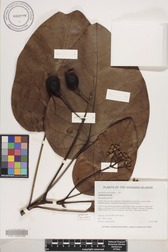 Hernandia nukuhivensis