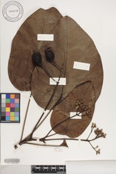 Hernandia nukuhivensis