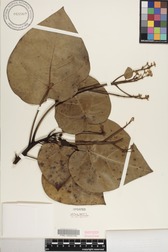 Hernandia nymphaeifolia
