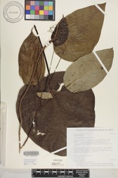 Hernandia nukuhivensis