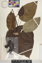 Hernandia nukuhivensis