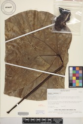 Hernandia nukuhivensis