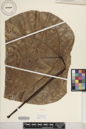 Hernandia nukuhivensis