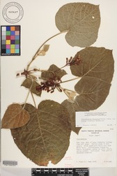Clerodendrum buchananiiDONOTUSE var. fallax