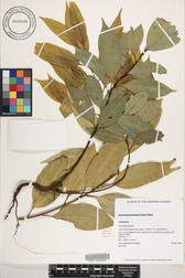 Cinnamomum burmanni