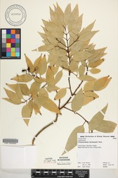 Cinnamomum burmanni