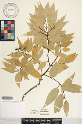 Cinnamomum burmanni