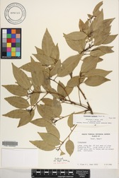 Cinnamomum burmanni