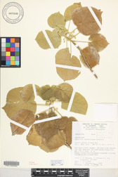 Abutilon sachetianum