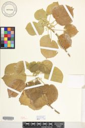 Abutilon sachetianum