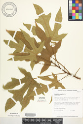 Brachychiton bidwillii