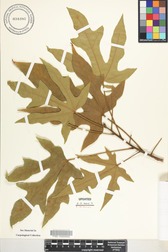 Brachychiton bidwillii