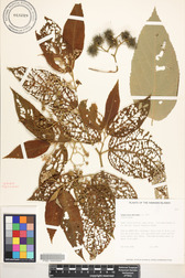 Commersonia bartramia