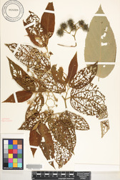 Commersonia bartramia