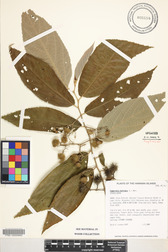 Commersonia bartramia