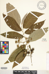 Commersonia bartramia