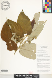 Commersonia bartramia