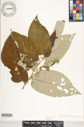 Commersonia bartramia