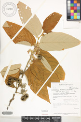 Commersonia bartramia
