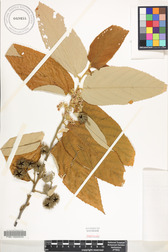 Commersonia bartramia