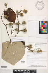 Hibiscus tiliaceus