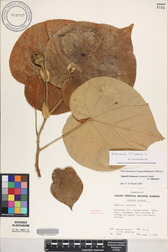 Hibiscus tiliaceus