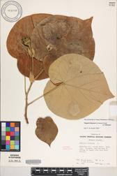 Hibiscus tiliaceus