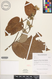 Hibiscus tiliaceus