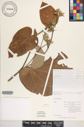 Hibiscus tiliaceus