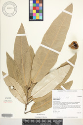 Heritiera littoralis