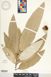 Heritiera littoralis