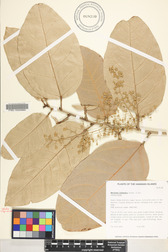 Heritiera littoralis