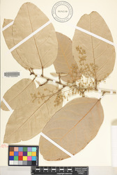 Heritiera littoralis