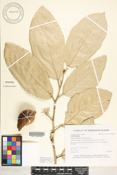 Heritiera littoralis