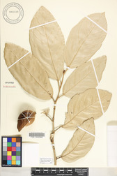 Heritiera littoralis