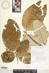 Heritiera littoralis