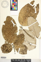 Heritiera littoralis