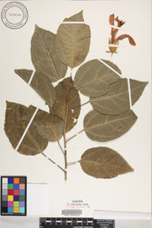 Hibiscus kokio subsp. kokio