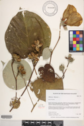 Hibiscus tiliaceus