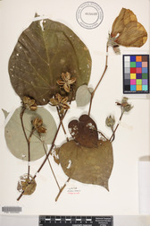 Hibiscus tiliaceus