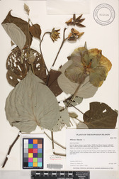 Hibiscus tiliaceus