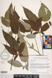 Hibiscus tiliaceus