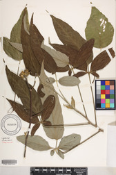 Hibiscus tiliaceus