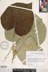 Hibiscus tiliaceus
